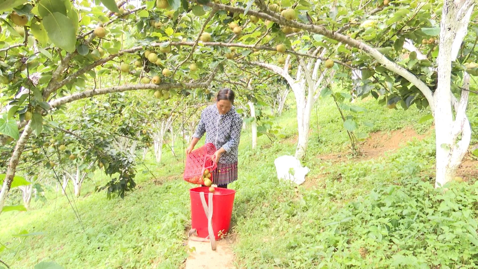 hỗ trợ 55ha, MTQG 1.jpg