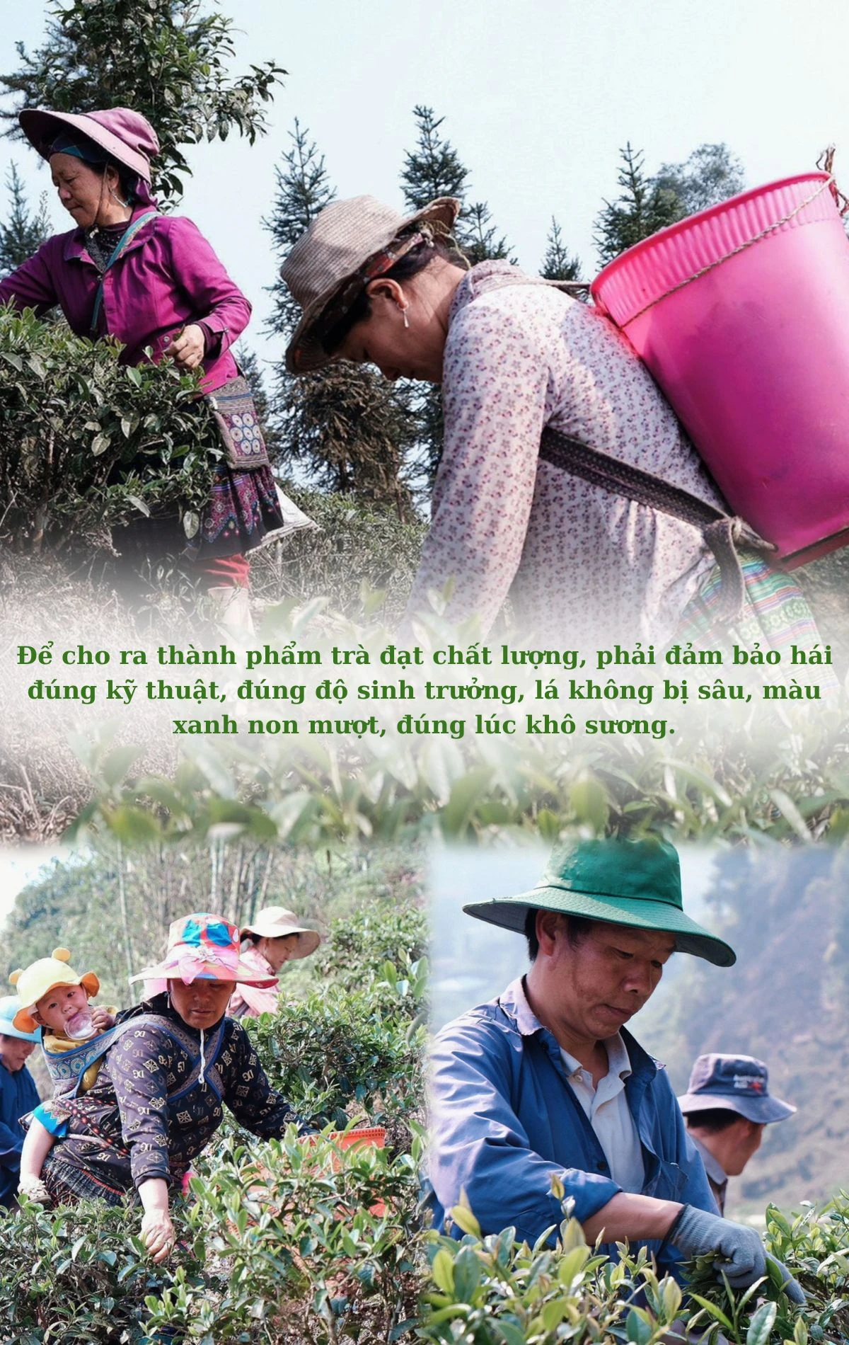 Với ý tưởng làm ra loại chè có chất lượng cao, năm 2011, Công ty TNHH MTV chè Mường Hoa quyết định chọn xã Cao Sơn, huyện Mường Khương để liên kết với các hộ nông dân trồng và phát triển cây chè Ô Long. (2).jpg