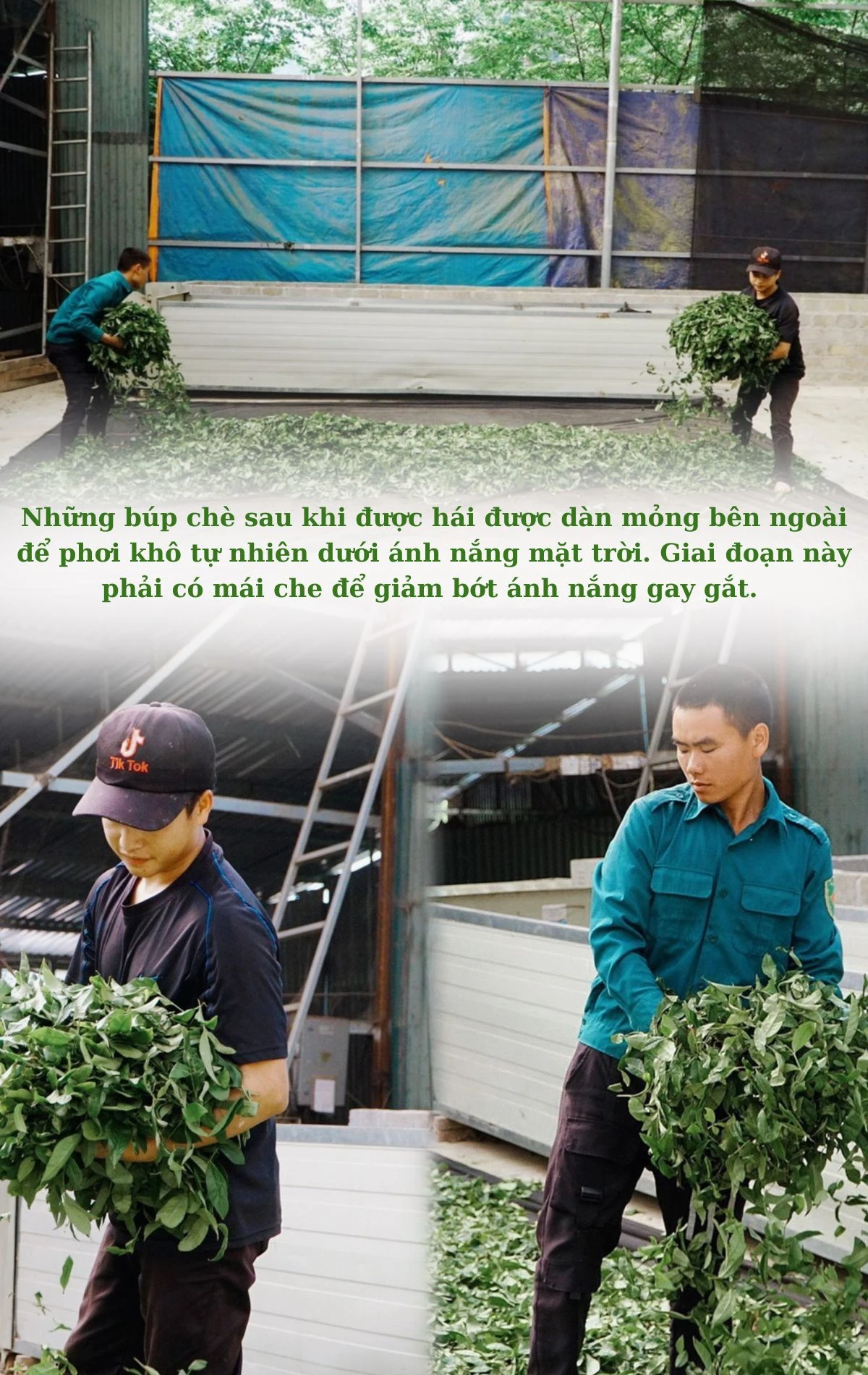 Với ý tưởng làm ra loại chè có chất lượng cao, năm 2011, Công ty TNHH MTV chè Mường Hoa quyết định chọn xã Cao Sơn, huyện Mường Khương để liên kết với các hộ nông dân trồng và phát triển cây chè Ô Long. (1).jpg