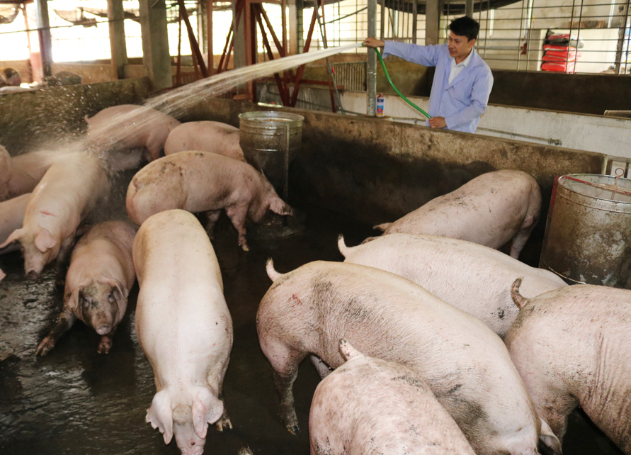 Việc phát triển chăn nuôi phải đảm bảo yêu cầu về mật độ chăn nuôi theo quy định. Hộ chăn nuôi lợn yên tâm tái đàn..jpg