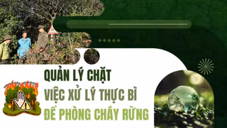 Quản lý chặt việc xử lý thực bì để phòng cháy rừng