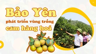 Bảo Yên phát triển vùng trồng cam hàng hóa