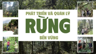 Phát triển và quản lý rừng bền vững