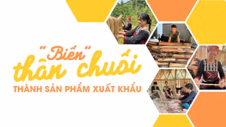 “Biến” thân chuối thành sản phẩm xuất khẩu