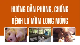 [Infographic] Hướng dẫn phòng, chống bệnh lở mồm long móng