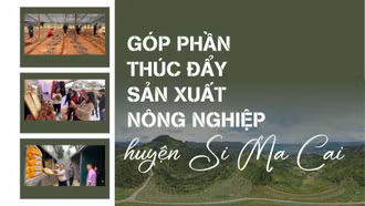 Góp phần thúc đẩy sản xuất nông nghiệp huyện Si Ma Cai
