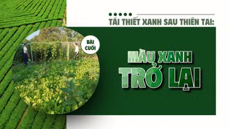 Bài cuối: Màu xanh trở lại