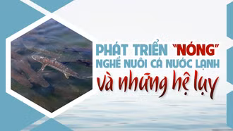 Phát triển “nóng” nghề nuôi cá nước lạnh và những hệ lụy