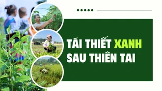 Tái thiết xanh sau thiên tai