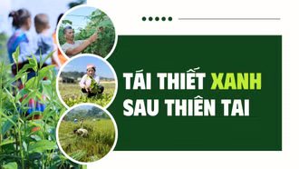 Tái thiết xanh sau thiên tai