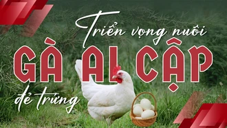 Triển vọng nuôi gà Ai Cập đẻ trứng