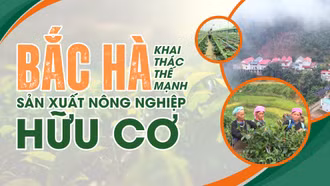 Bắc Hà khai thác thế mạnh sản xuất nông nghiệp hữu cơ