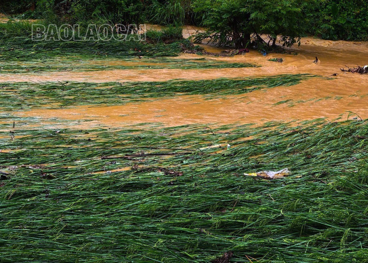 តំបន់ស្រូវរដូវផ្ការីកជាច្រើនក្នុងឃុំ Vo Lao ស្រុក Van Ban បានរងការខូចខាតដោយទឹកជំនន់។ z6629953562387-e079bb196c3d7c5f5017705568b0ec37-3668.jpg