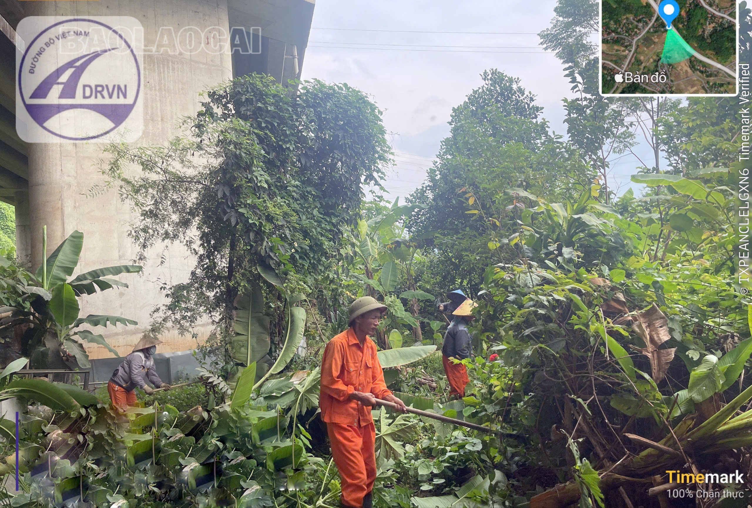 Công nhân Công ty Cổ phần Dịch vụ đường cao tốc Việt Nam (VECS) triển khai phát quang các khu vực gầm cầu vượt, đoạn qua phường Cam Đường. z7109685223967-88be1b2b73aaecab7c51e7ad45a9e2c8-2305.jpg
