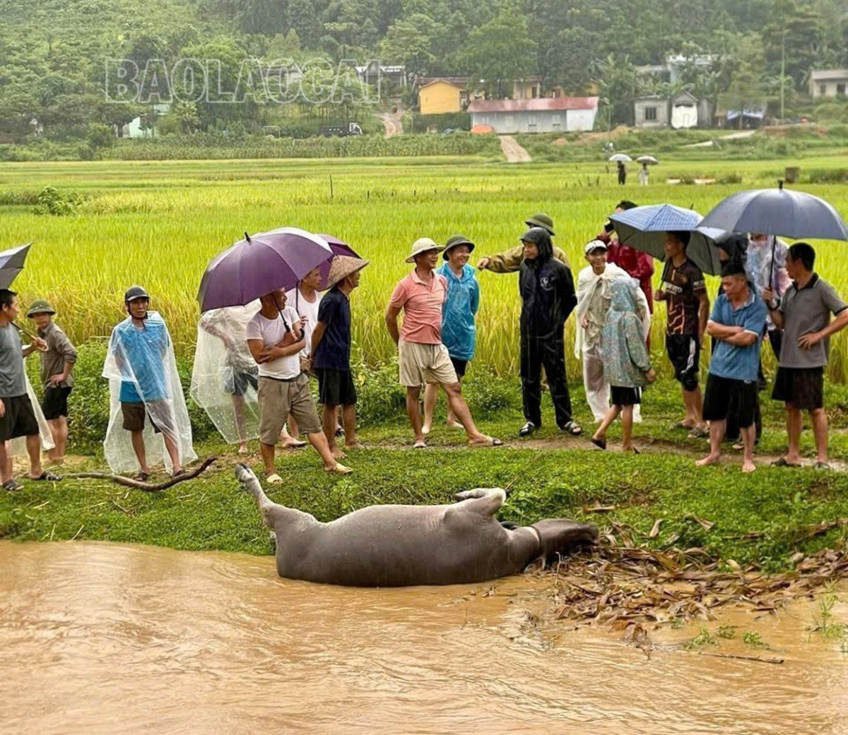 Một con trâu ở xã Kim Sơn, huyện Bảo Yên bị lũ cuốn trôi. Ảnh: CTV z6728113503159-8b42fdf101d5d7e91bfc86cbe36630f3-8474.jpg