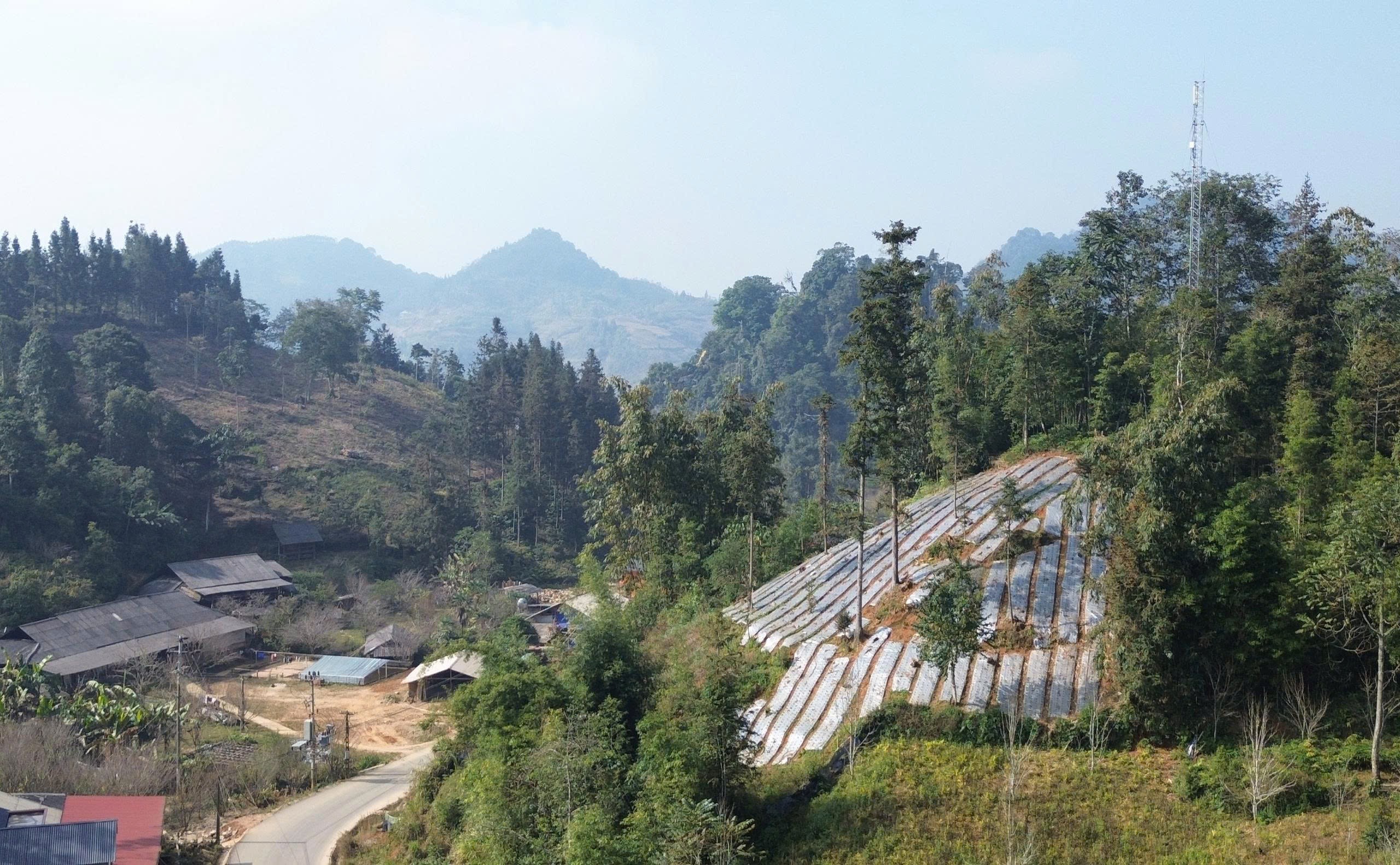 Với điều kiện khí hậu, thổ nhưỡng đặc thù, Lào Cai có nhiều tiềm năng phát triển vùng trồng thảo dược.