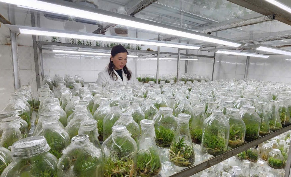 Việc tạo nguồn giống cây dược liệu bằng công nghệ cao đang được các doanh nghiệp trên địa bàn tỉnh Lào Cai quan tâm.