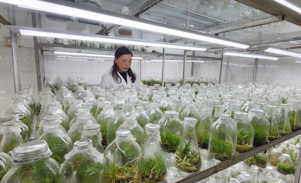 Việc tạo nguồn giống cây dược liệu bằng công nghệ cao đang được các doanh nghiệp trên địa bàn tỉnh Lào Cai quan tâm.