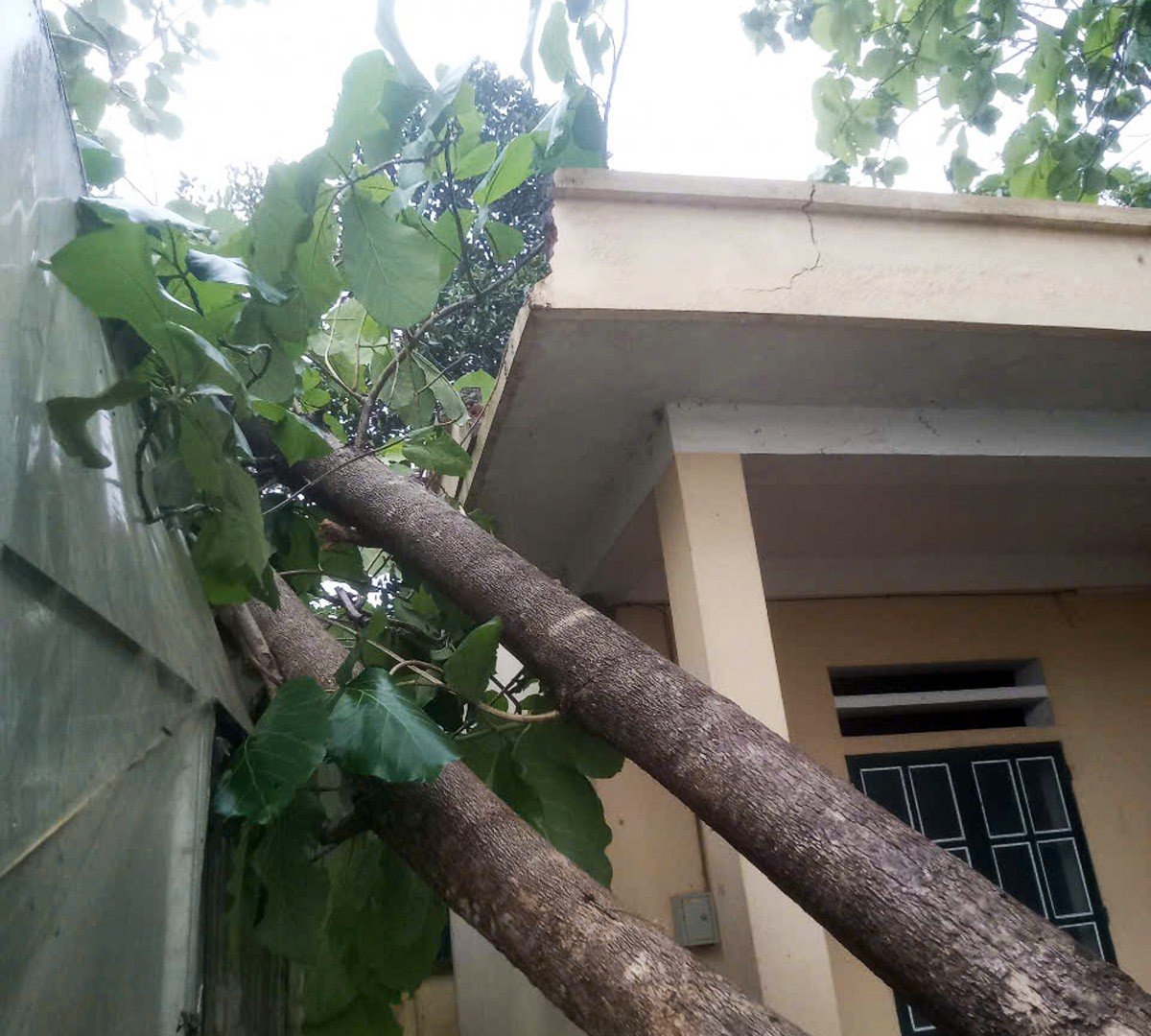Một nhà dân ở xã Chiềng Ken bị cây đổ vào mái nhà. z6823953788960-52ca4c0684e2780f8fd4b2c8a14ae42f.jpg