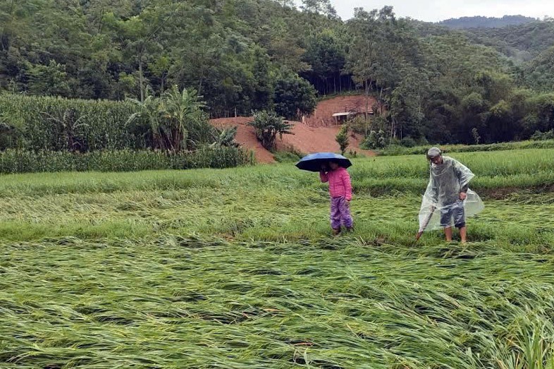 Toàn tỉnh có hơn 3.679 ha lúa bị gãy đổ, ngập nước. z7079783012476-f287d977ffec84a96768b2af34f158d8.jpg