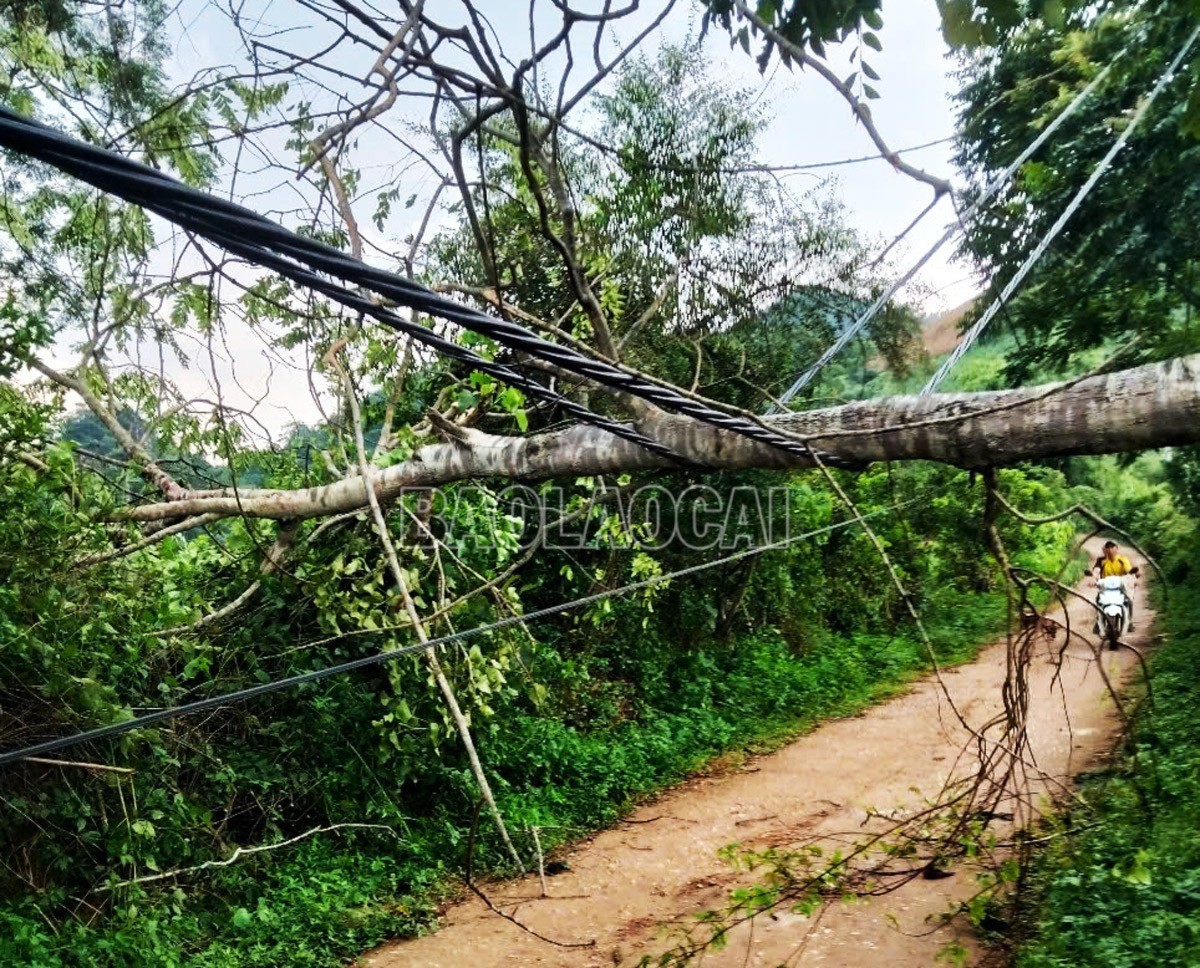 Cây bị gió làm gãy đổ gây hư hỏng hệ thống điện dân dụng tại xã Văn Bàn. z6823904453427-18ff8c35b759b70e782f6d8b3e8f557c-6390.jpg