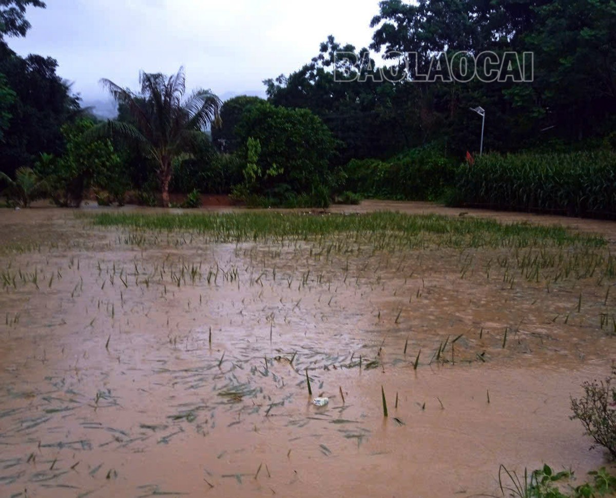 Hơn 2,4 ha lúa bị ngập úng do mưa lũ sáng 21/6. z6728215828036-a1dbb055a0a9fd374d74b53d23ea05fb-3711.jpg