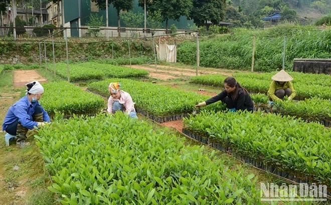 Yên Bái phát triển rừng bền vững ảnh 3