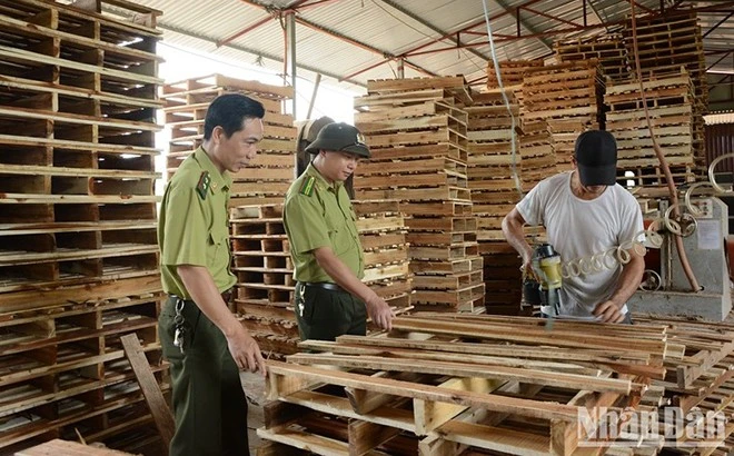 Yên Bái phát triển rừng bền vững ảnh 4