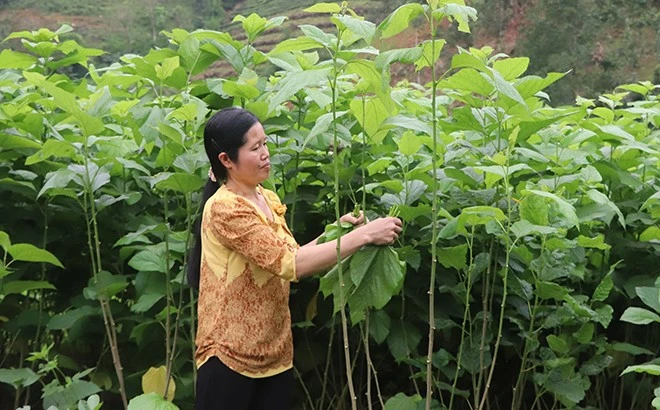 Yên Bái: “Phái yếu” mạnh mẽ làm giàu ảnh 1