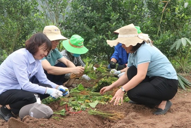 Tằm dâu nhả "sợi tơ vàng" ảnh 2 Tằm dâu nhả "sợi tơ vàng" ảnh 2