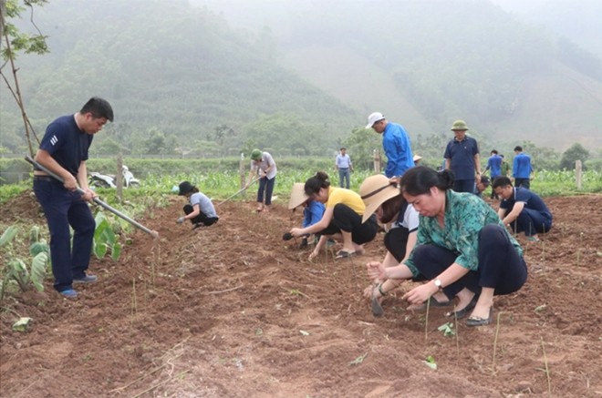 Tằm dâu nhả "sợi tơ vàng" ảnh 3 Tằm dâu nhả "sợi tơ vàng" ảnh 3