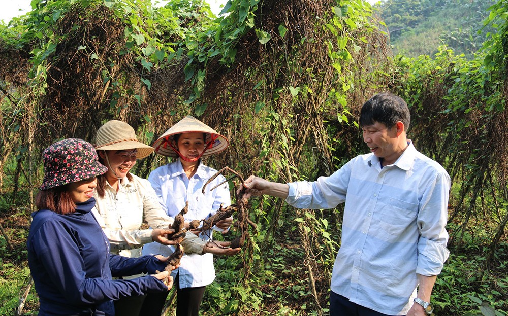 Yên Bái phát triển hợp tác xã nông nghiệp- Bài 1: Tạo “sức bật” cho kinh tế nông nghiệp ảnh 1