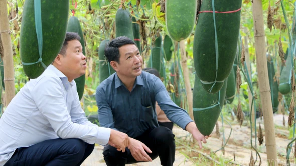 Lào Cai: Ứng dụng khoa học - công nghệ trồng thành công giống bí đen Quế Á số 7