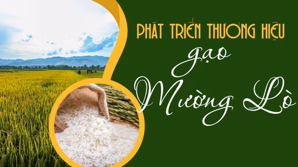 Phát triển thương hiệu gạo Mường Lò