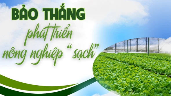 Bảo Thắng phát triển nông nghiệp "sạch"