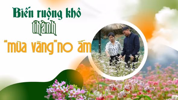 Biến ruộng khô thành “mùa vàng” no ấm