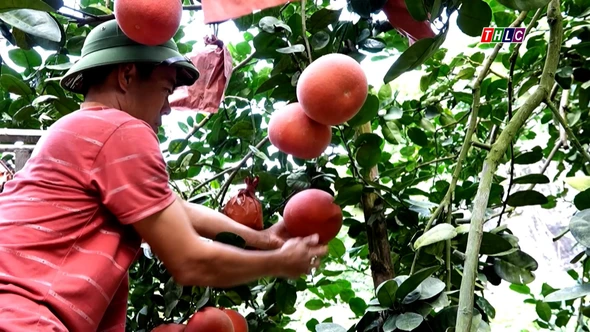 Bưởi đỏ chờ xuân