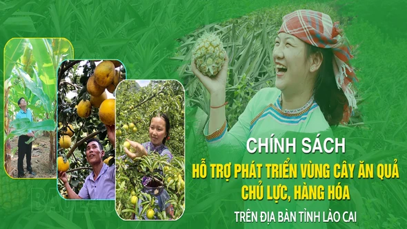 Chính sách hỗ trợ phát triển vùng cây ăn quả chủ lực, hàng hóa trên địa bàn tỉnh Lào Cai