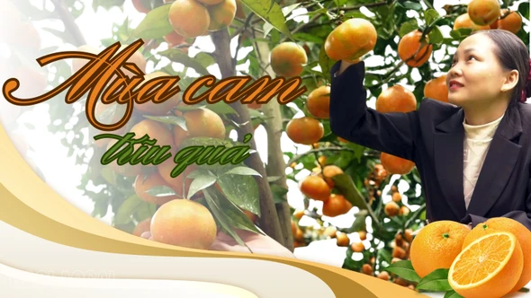 Mùa cam trĩu quả