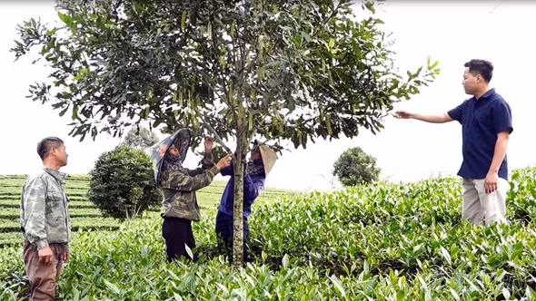 Đồi chè “đón” quả mắc ca – hướng đi mới nâng cao giá trị sản xuất