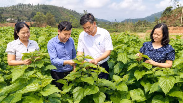 Chấn Thịnh: Nghị quyết 21 tạo đổi thay trên những thửa ruộng, triền đồi