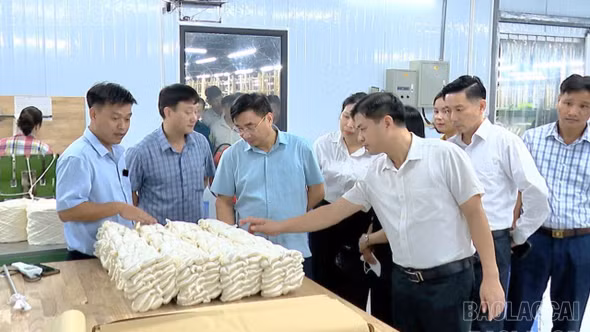 “Đòn bẩy” khát vọng phát triển của nông dân Lào Cai