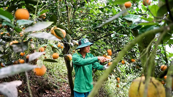 Vụ cam chín muộn