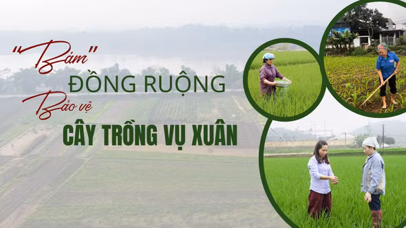 "Bám" đồng ruộng bảo vệ cây trồng vụ xuân 