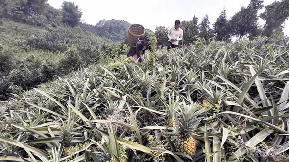 Bát Xát nâng cao giá trị cây dứa bằng đổi mới kỹ thuật