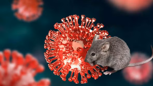 Việt Nam đủ năng lực xét nghiệm virus Hanta, cảnh báo nguy cơ lây nhiễm từ chuột