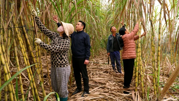 Đất mía ngọt ngào