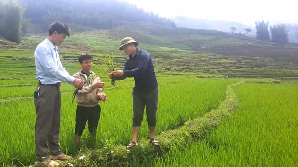 Nậm Có gắn công tác xây dựng Đảng với phát triển kinh tế