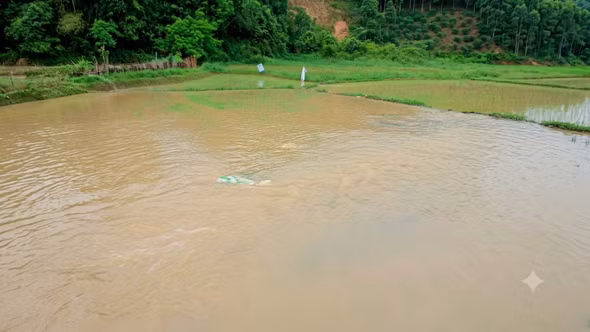 Mưa lớn và dông gây thiệt hại hơn 33 ha cây trồng tại xã Trấn Yên