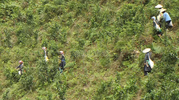 Bản Liền vào vụ chè xuân 